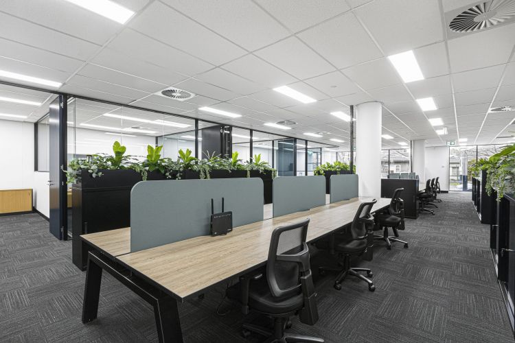 A modern office workspace featuring rows of desks with personal computers, ergonomic chairs, and partition walls topped with green plants.