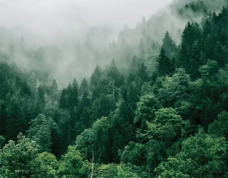 Future Focused and Thoughtfully Sustainable