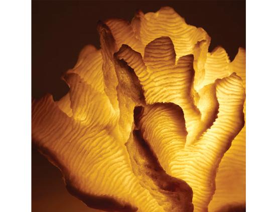 Coral Lamp Web Ready 4
