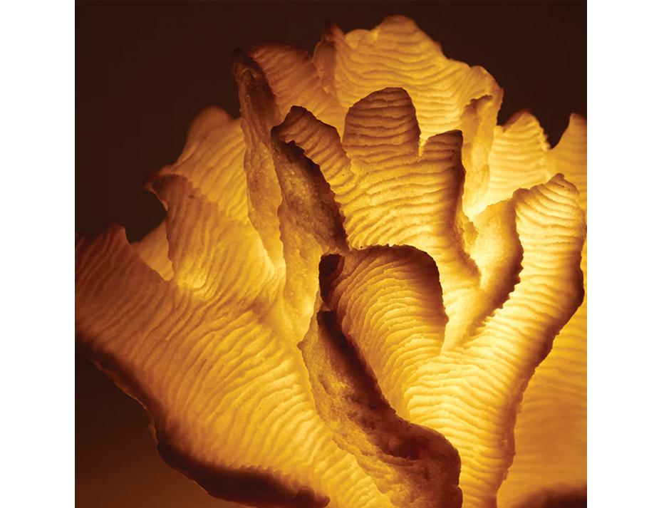 Coral Lamp Web Ready 4