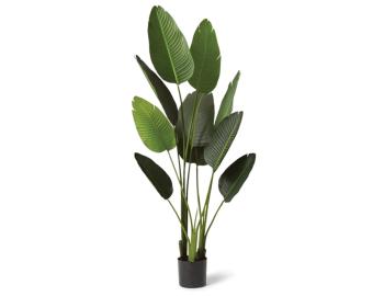 Bird of Paradise Tree