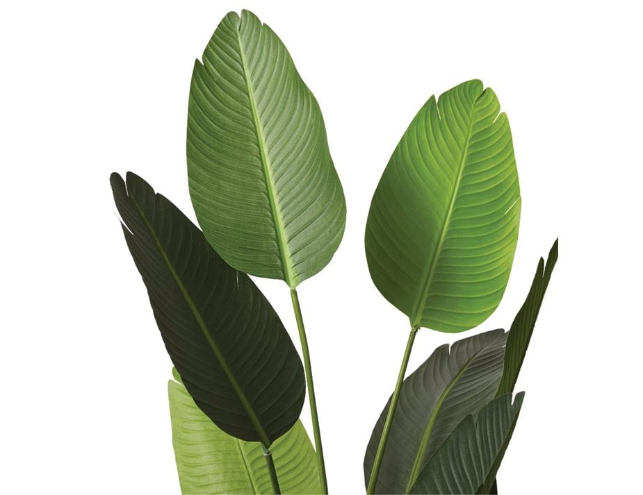 Bird Of Paradise Green Web Ready 2