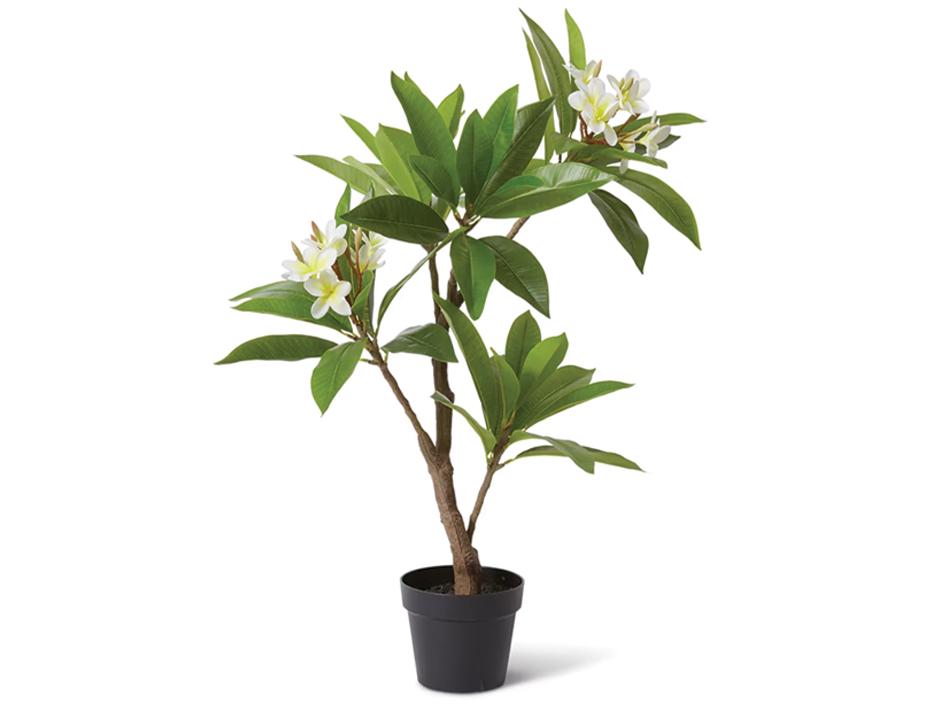 Frangipani Tree Web Ready 1