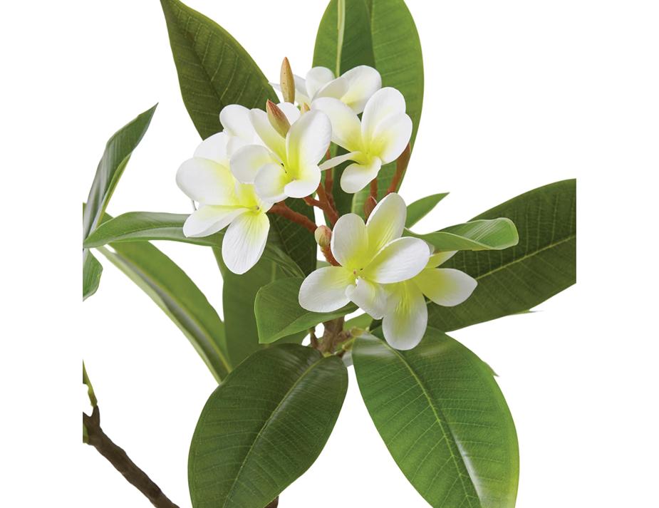 Frangipani Tree Web Ready 2