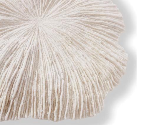 Small Sea Coral Web Ready 1